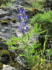 Fotografia da espécie Lupinus angustifolius