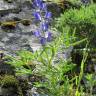 Fotografia 13 da espécie Lupinus angustifolius do Jardim Botânico UTAD