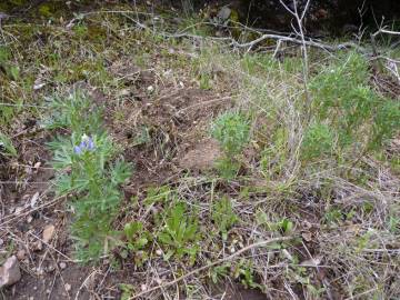 Fotografia da espécie Lupinus angustifolius