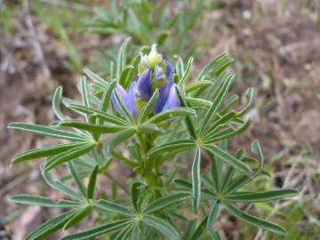 Fotografia da espécie Lupinus angustifolius