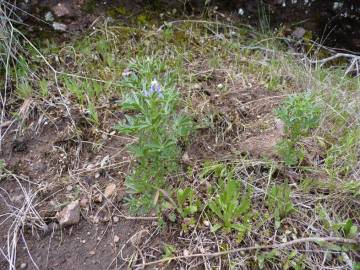 Fotografia da espécie Lupinus angustifolius