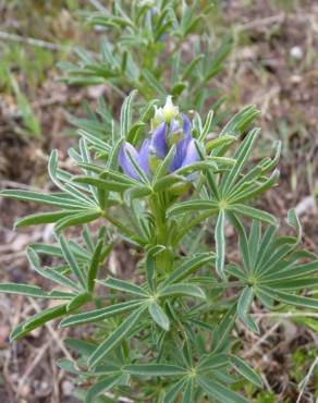 Fotografia 17 da espécie Lupinus angustifolius no Jardim Botânico UTAD