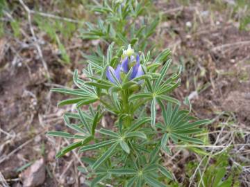 Fotografia da espécie Lupinus angustifolius