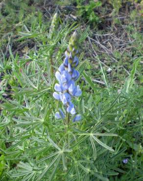 Fotografia 18 da espécie Lupinus angustifolius no Jardim Botânico UTAD