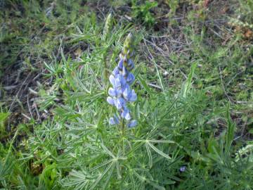 Fotografia da espécie Lupinus angustifolius