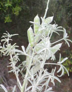 Fotografia 19 da espécie Lupinus angustifolius no Jardim Botânico UTAD