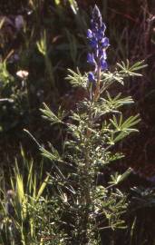 Fotografia da espécie Lupinus angustifolius