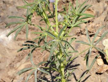 Fotografia da espécie Lupinus angustifolius