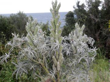 Fotografia da espécie Lupinus angustifolius