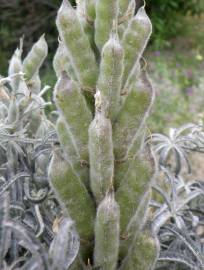 Fotografia da espécie Lupinus angustifolius