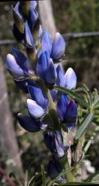 Fotografia da espécie Lupinus angustifolius