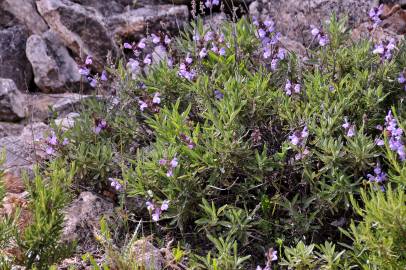 Fotografia da espécie Salvia lavandulifolia subesp. lavandulifolia