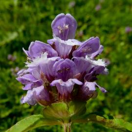 Fotografia da espécie Prunella vulgaris