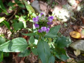 Fotografia da espécie Prunella vulgaris