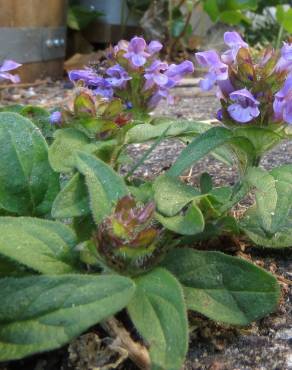 Fotografia 6 da espécie Prunella vulgaris no Jardim Botânico UTAD