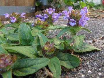 Fotografia da espécie Prunella vulgaris