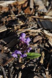 Fotografia da espécie Prunella vulgaris