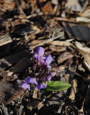 Fotografia 8 da espécie Prunella vulgaris no Jardim Botânico UTAD