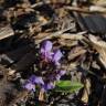 Fotografia 8 da espécie Prunella vulgaris do Jardim Botânico UTAD