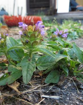 Fotografia 9 da espécie Prunella vulgaris no Jardim Botânico UTAD