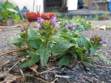 Fotografia da espécie Prunella vulgaris