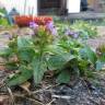 Fotografia 9 da espécie Prunella vulgaris do Jardim Botânico UTAD