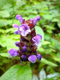 Fotografia da espécie Prunella vulgaris