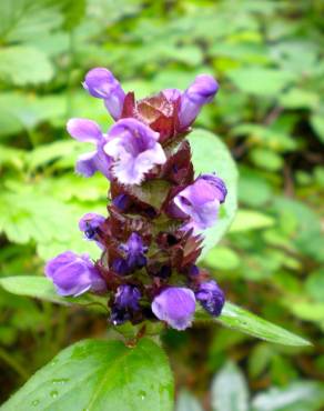 Fotografia 10 da espécie Prunella vulgaris no Jardim Botânico UTAD