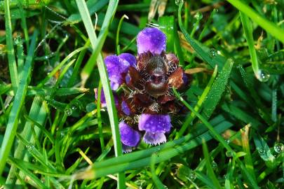 Fotografia da espécie Prunella vulgaris