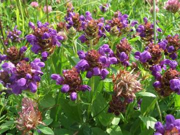 Fotografia da espécie Prunella vulgaris