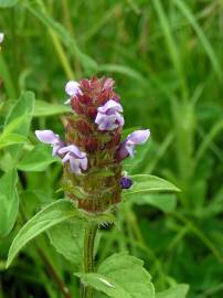 Fotografia da espécie Prunella vulgaris