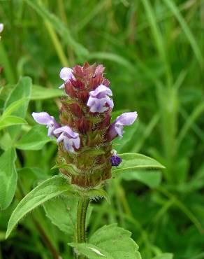 Fotografia 16 da espécie Prunella vulgaris no Jardim Botânico UTAD