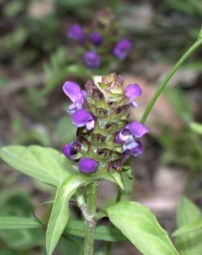 Fotografia 17 da espécie Prunella vulgaris no Jardim Botânico UTAD