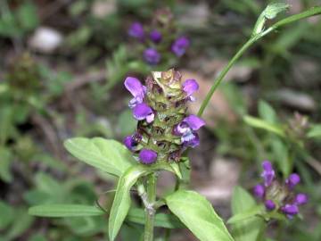 Fotografia da espécie Prunella vulgaris