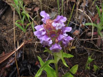 Fotografia da espécie Prunella vulgaris