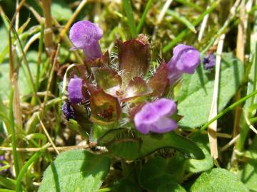 Fotografia da espécie Prunella vulgaris