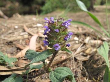 Fotografia da espécie Prunella vulgaris