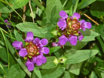 Fotografia da espécie Prunella vulgaris