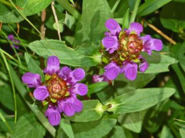 Fotografia da espécie Prunella vulgaris