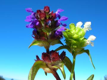 Fotografia da espécie Prunella vulgaris