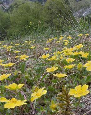 Fotografia 6 da espécie Potentilla cinerea no Jardim Botânico UTAD