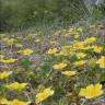 Fotografia 6 da espécie Potentilla cinerea do Jardim Botânico UTAD