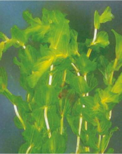 Fotografia de capa Potamogeton perfoliatus - do Jardim Botânico