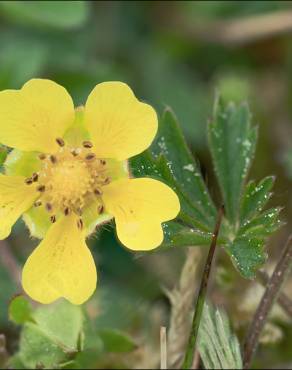 Fotografia 7 da espécie Potentilla cinerea no Jardim Botânico UTAD