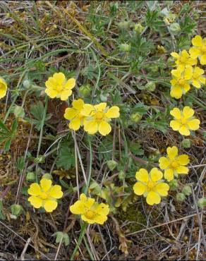 Fotografia 8 da espécie Potentilla cinerea no Jardim Botânico UTAD