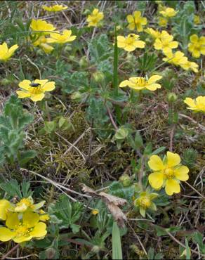 Fotografia 9 da espécie Potentilla cinerea no Jardim Botânico UTAD