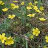 Fotografia 9 da espécie Potentilla cinerea do Jardim Botânico UTAD