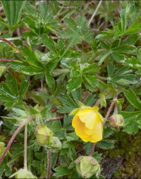 Fotografia 10 da espécie Potentilla cinerea no Jardim Botânico UTAD