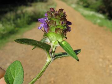 Fotografia da espécie Prunella vulgaris