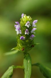 Fotografia da espécie Prunella vulgaris